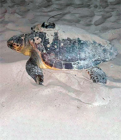Tortuga con el transmisor en el caparazón