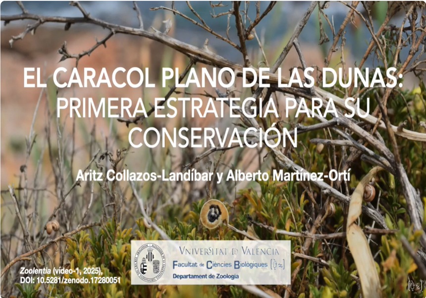 Vídeo: El caracol plano de las dunas: Primera estrategia para su conservación