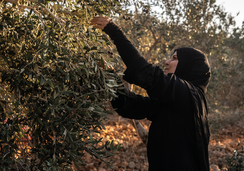 event image:Woman picking olives