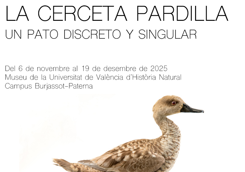 Imagen del evento:Imagen  Cerceta Pardilla